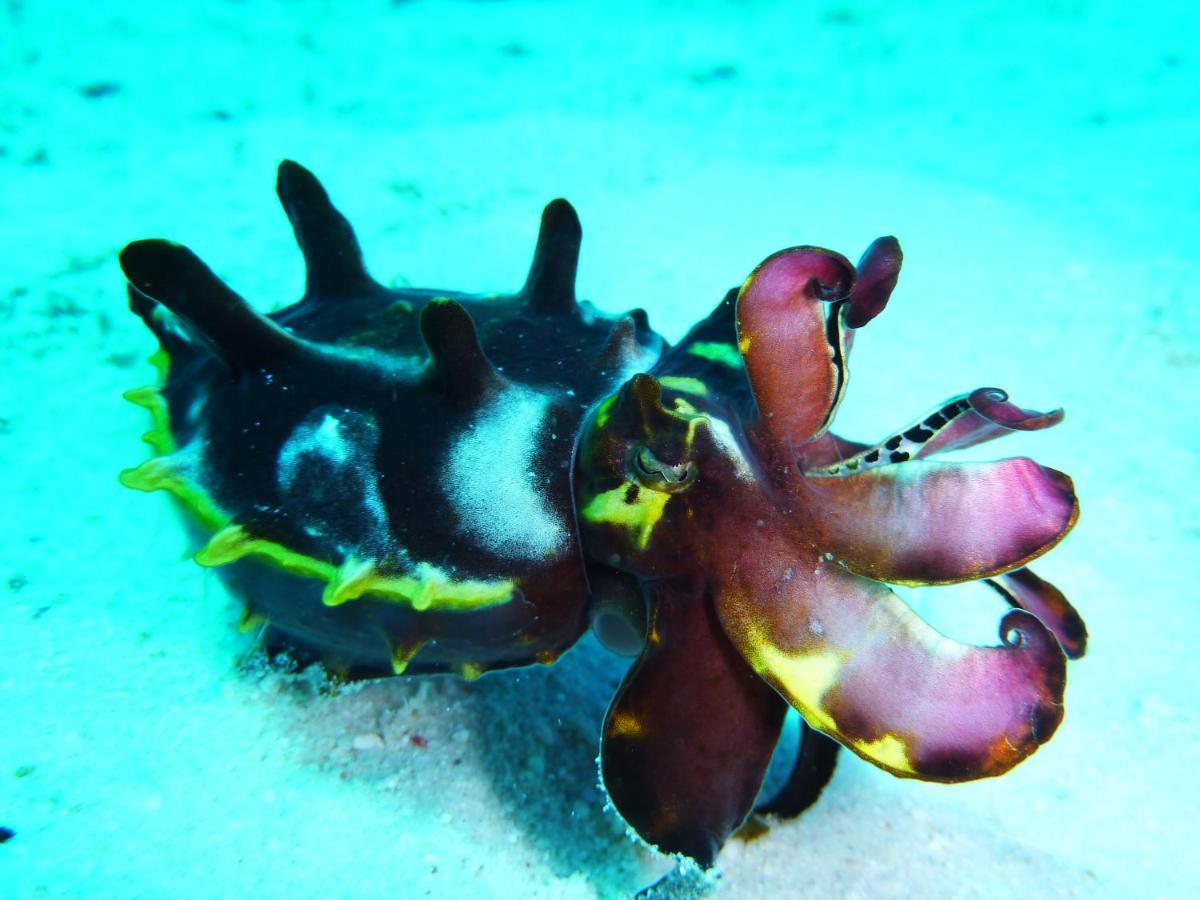 Malapascua Exotic Island Dive Resort Daanbantayan Eksteriør billede